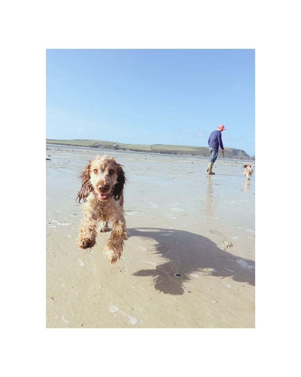 Spaniel running on the beach